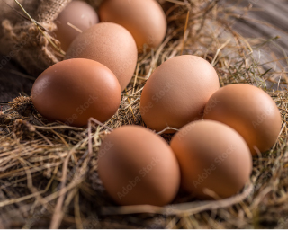 富士山麓地鶏の朝採り卵